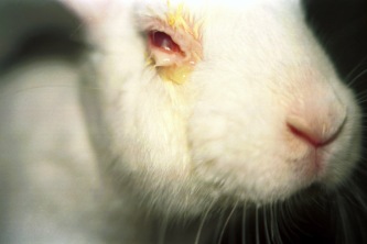 Biomédica-comenta-sobre-proibição-alguns-testes-em-animais