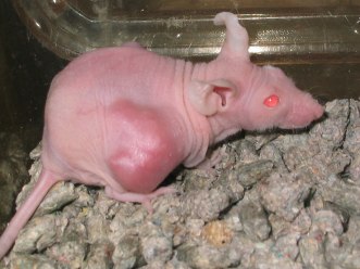 rat_tumor_animal_testing